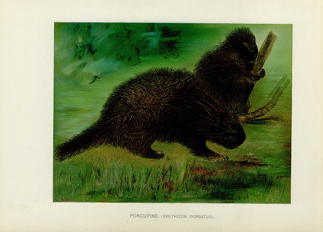 1904 Porcupine - Antique Charles Lang Rodent Print