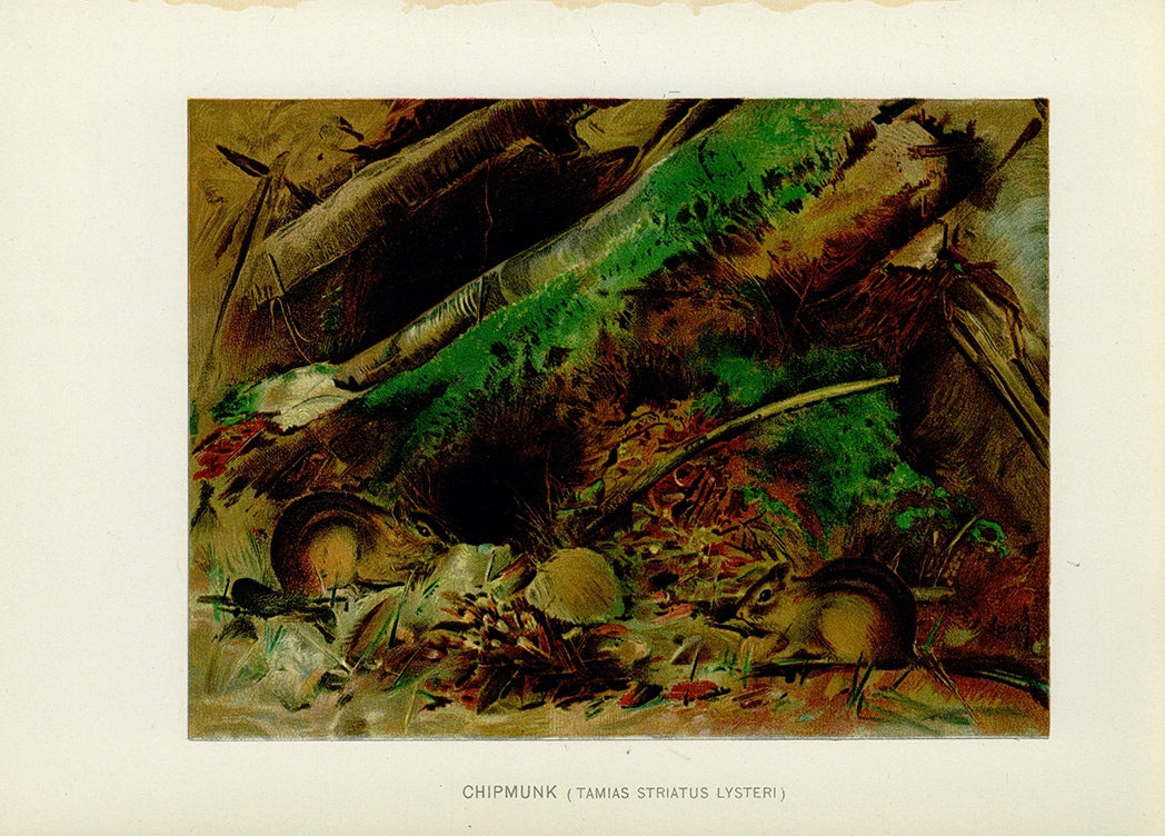 1904 Chipmunk - Antique Charles Lang Rodent Print