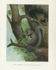 1904 Gray Squirrel - Antique Charles Lang Rodent Print