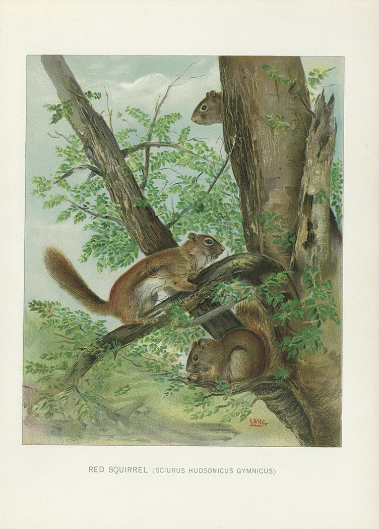 1904 Red Squirrel - Antique Charles Lang Rodent Print