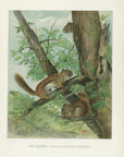 1904 Red Squirrel - Antique Charles Lang Rodent Print