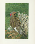 1904 Male Flicker - Antique Louis Agassiz Fuertes Woodpecker Print