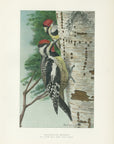 1904 Yellow-Bellied Sapsucker - Antique Louis Agassiz Fuertes Bird Print