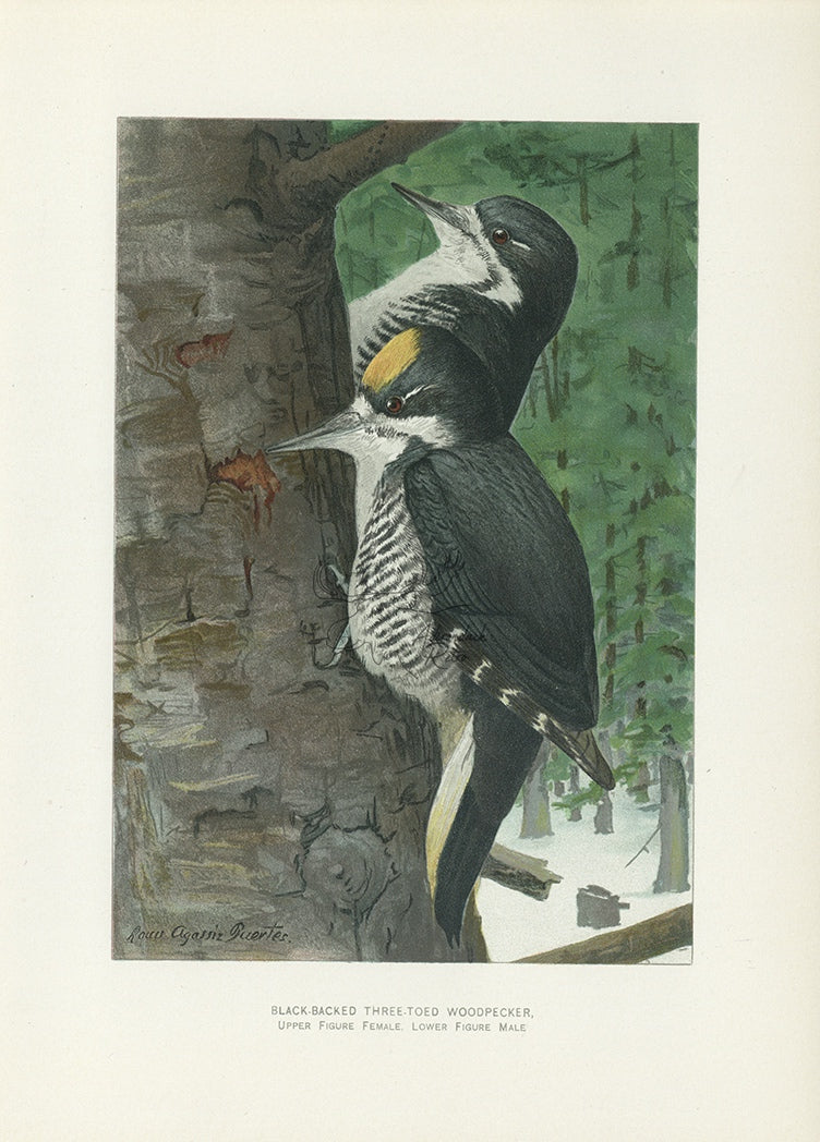 1904 Black-Backed Three-Toed Woodpecker - Antique Louis Agassiz Fuertes Bird Print