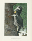 1904 Black-Backed Three-Toed Woodpecker - Antique Louis Agassiz Fuertes Bird Print