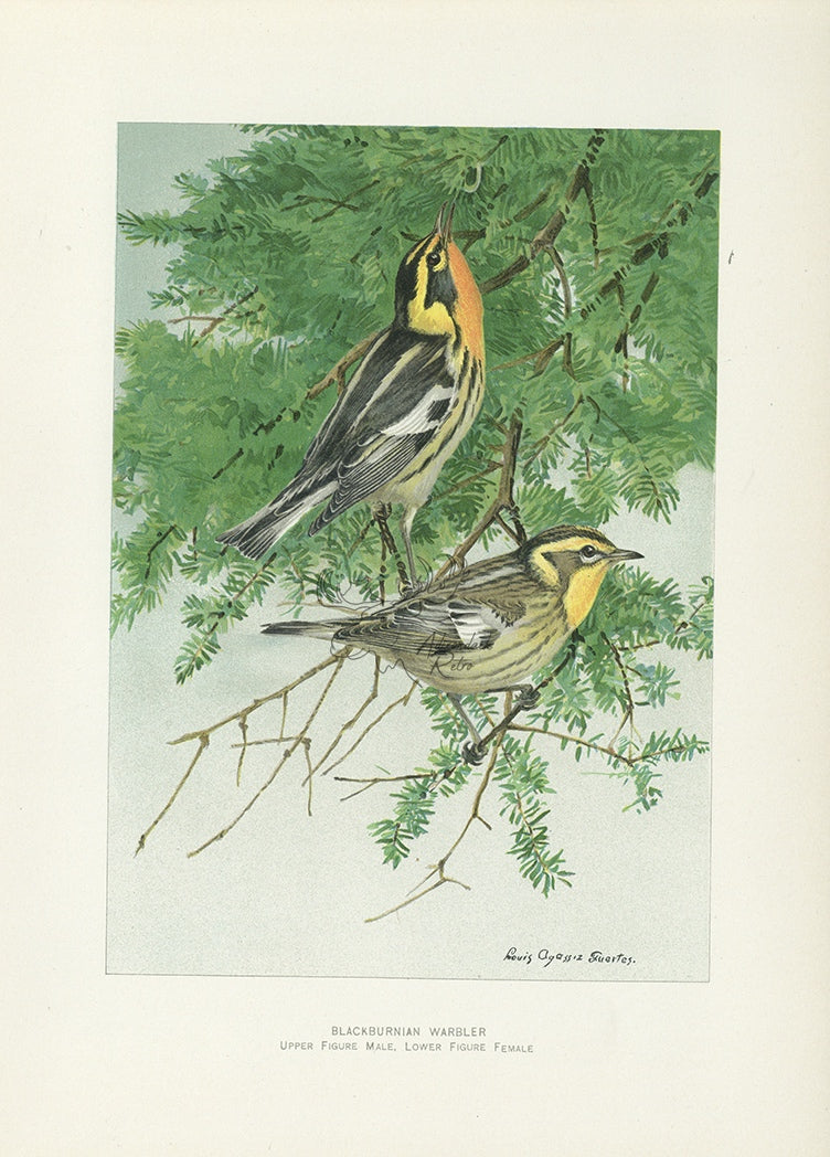 1904 Blackburnian Warbler - Antique Louis Agassiz Fuertes Bird Print