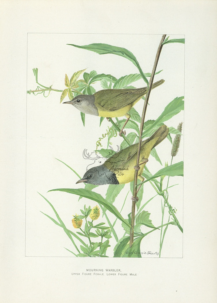 1904 Mourning Warbler - Antique Louis Agassiz Fuertes Songbird Print