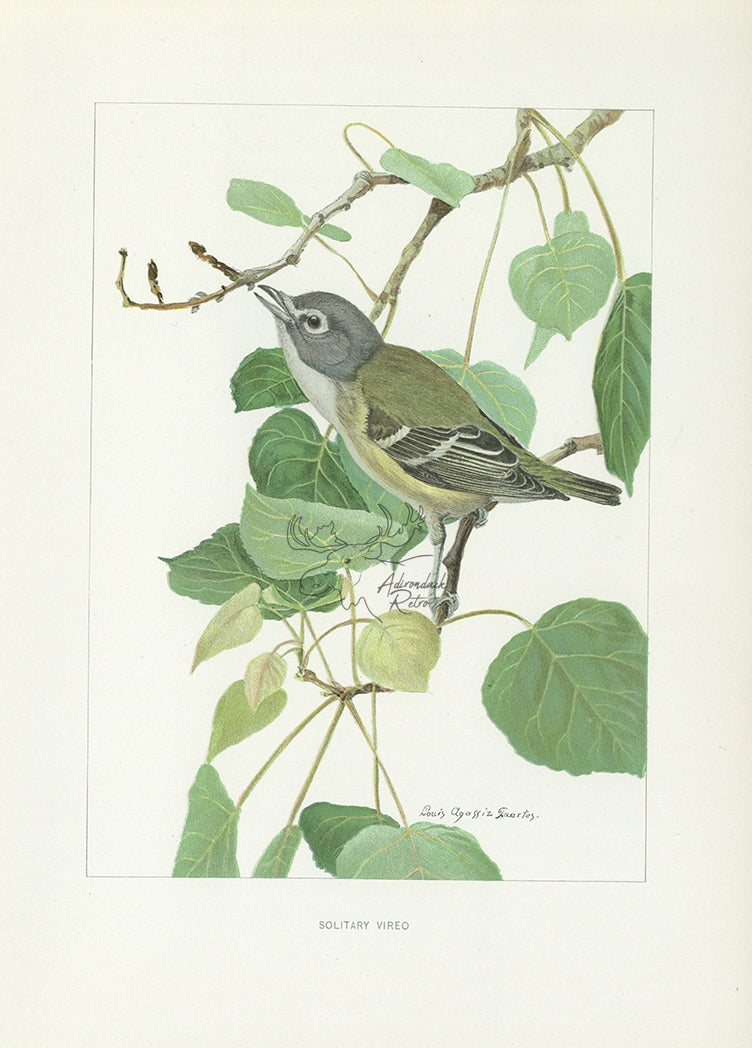 1904 Solitary Vireo - Antique Louis Agassiz Fuertes Bird Print