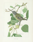 1904 Solitary Vireo - Antique Louis Agassiz Fuertes Bird Print