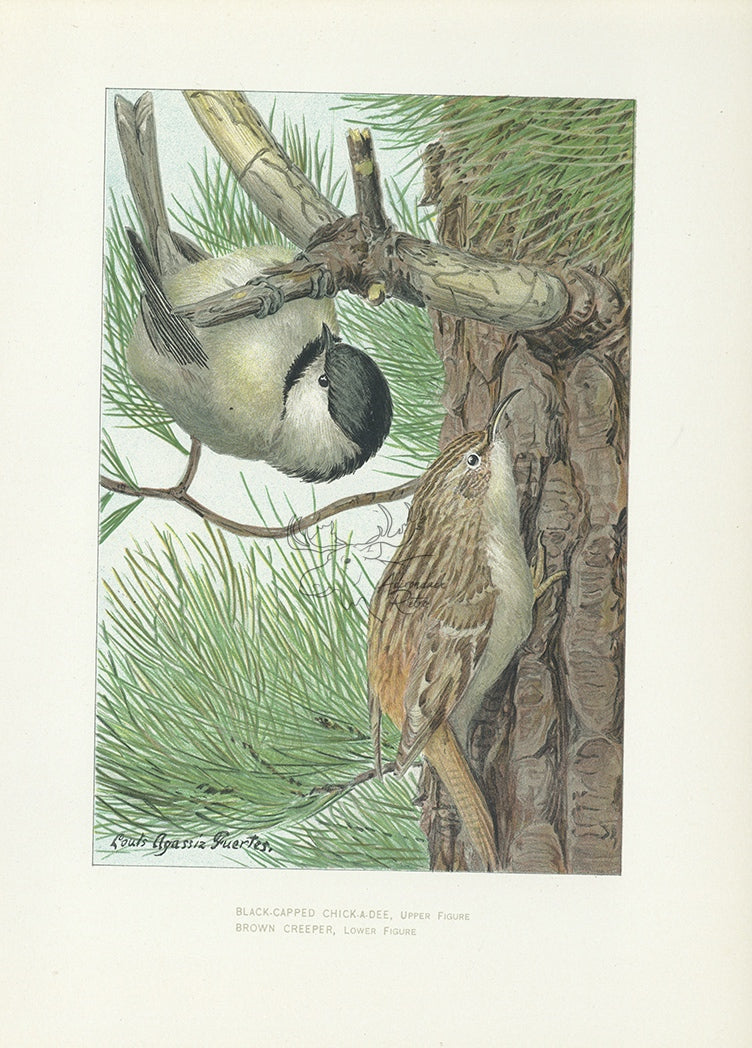 1904 Black-Capped Chickadee &amp; Brown Creeper - Antique Louis Agassiz Fuertes Bird Print
