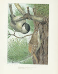 1904 Black-Capped Chickadee & Brown Creeper - Antique Louis Agassiz Fuertes Bird Print