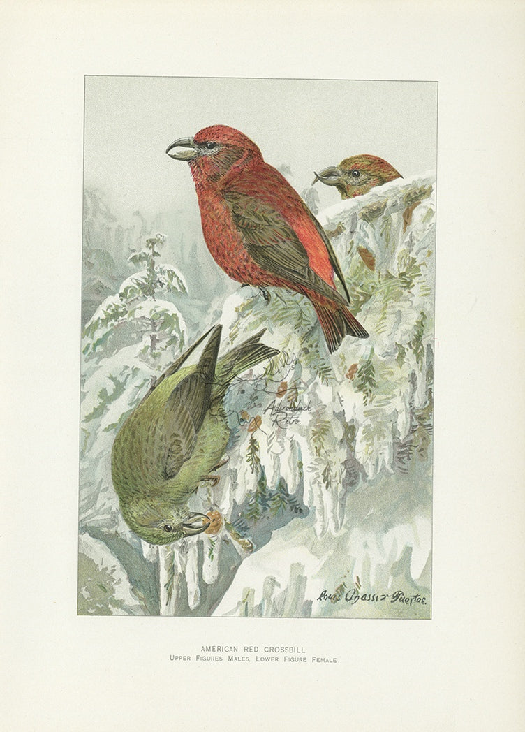1904 American Red Crossbill - Antique Louis Agassiz Fuertes Bird Print