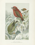 1904 American Red Crossbill - Antique Louis Agassiz Fuertes Bird Print