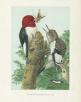1904 Red-Headed Woodpecker - Antique Louis Agassiz Fuertes Bird Print