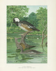 1904 Hooded Merganser - Antique Louis Agassiz Fuertes Waterfowl Print