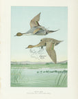 1904 Pintail Duck - Antique Louis Agassiz Fuertes Waterfowl Print