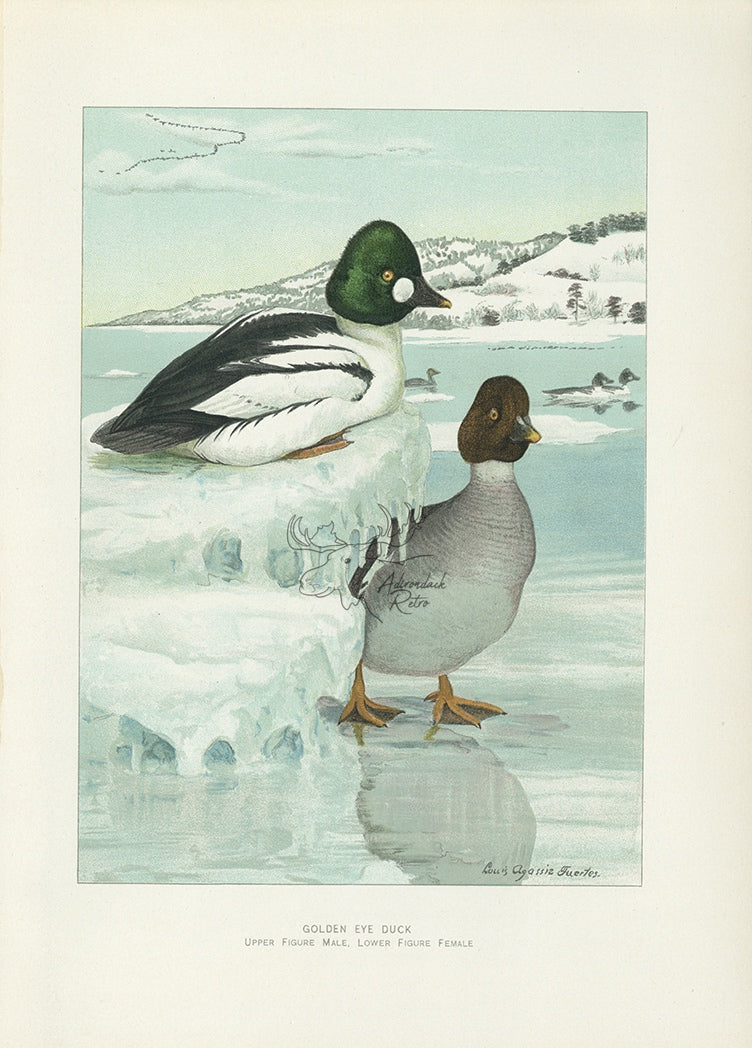 1904 Goldeneye Duck - Antique Louis Agassiz Fuertes Waterfowl Print