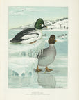 1904 Goldeneye Duck - Antique Louis Agassiz Fuertes Waterfowl Print