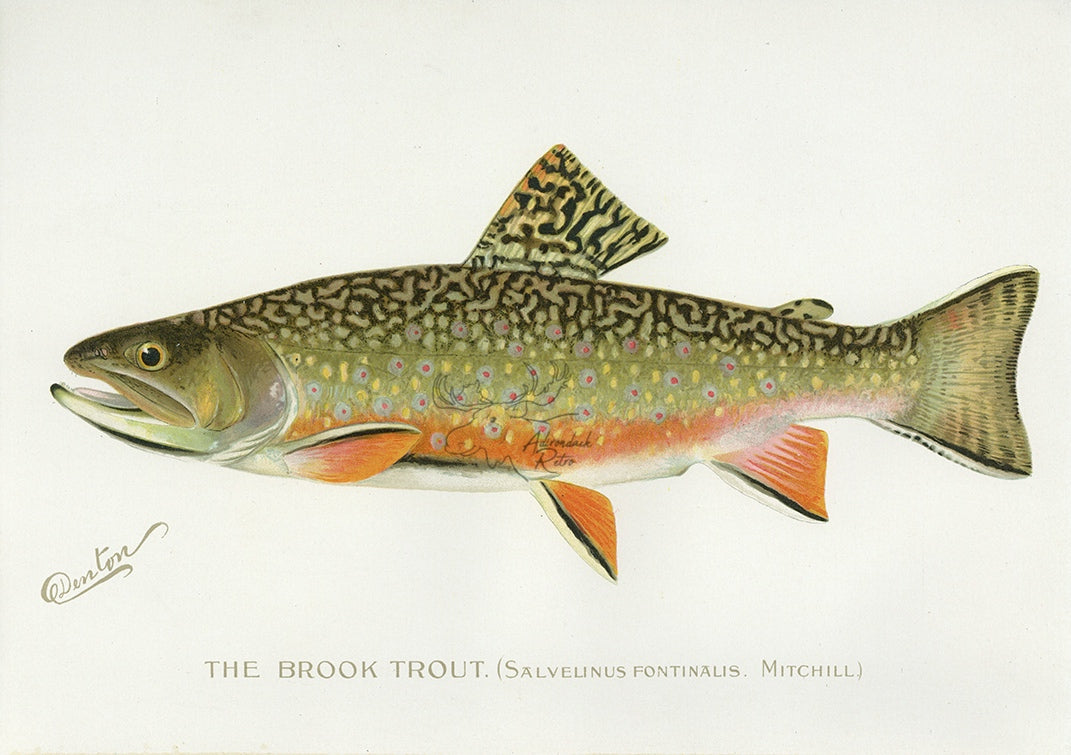 Atlantic Salmon, 1913 by Sherman F Denton Art Print Fish Fishing