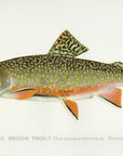 1896 Brook Trout - Sherman F. Denton Antique Fish Print