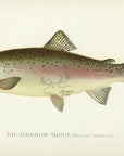 1896 Rainbow Trout - Sherman F. Denton Antique Fish Print