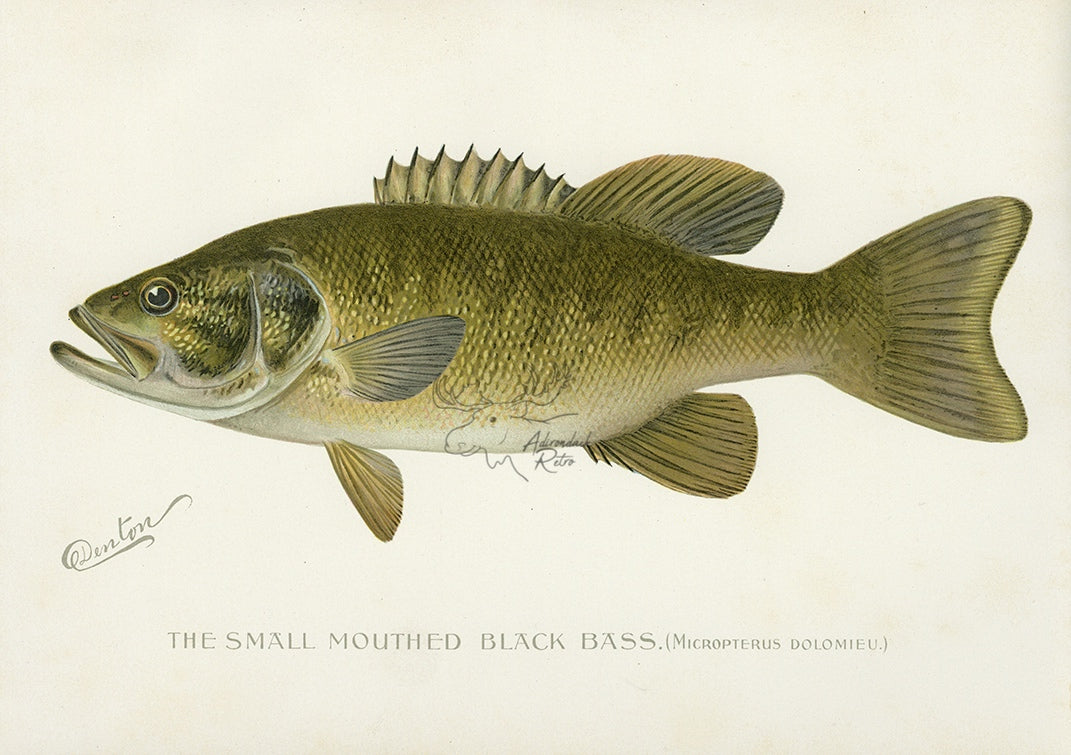 1896 Small Mouthed Black Bass - Sherman F. Denton Antique Fish Print