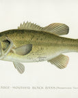 1896 Large Mouthed Black Bass - Sherman F. Denton Antique Fish Print
