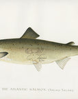 1896 Atlantic Salmon - Sherman F. Denton Antique Fish Print