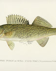 1896 Pike Perch - Sherman F. Denton Antique Fish Print
