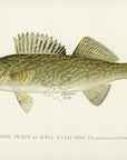 1896 Wall-Eyed Pike - Sherman F. Denton Antique Fish Print