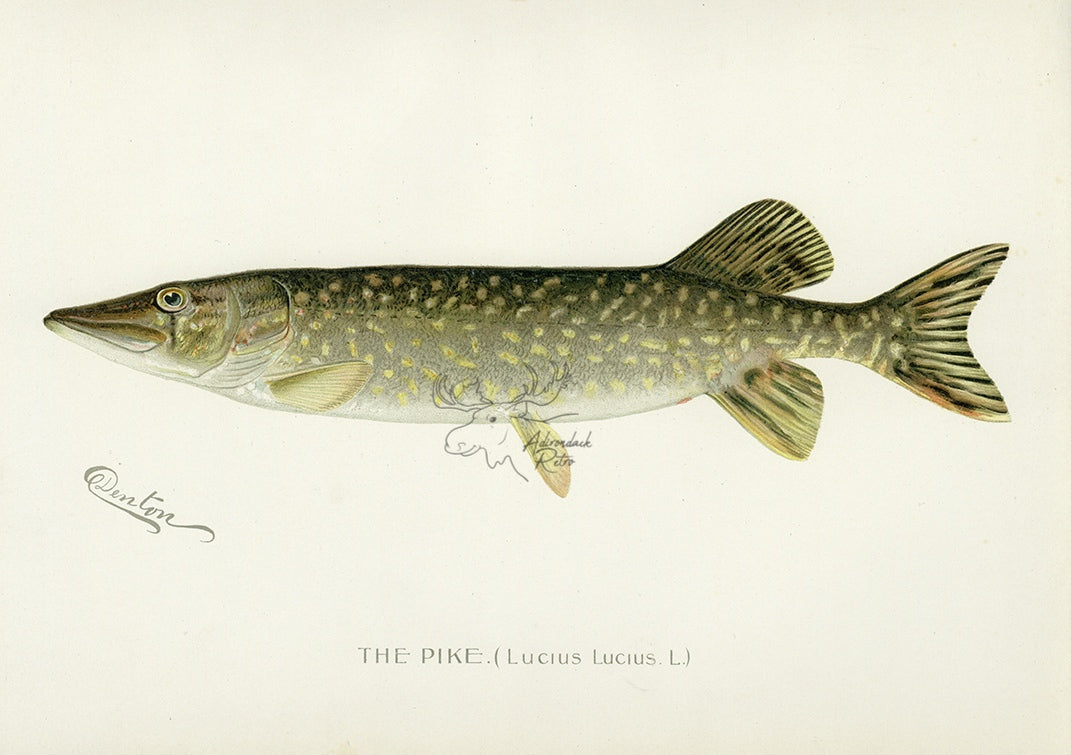 1896 Pike - Sherman F. Denton Antique Fish Print