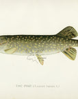 1896 Pike - Sherman F. Denton Antique Fish Print