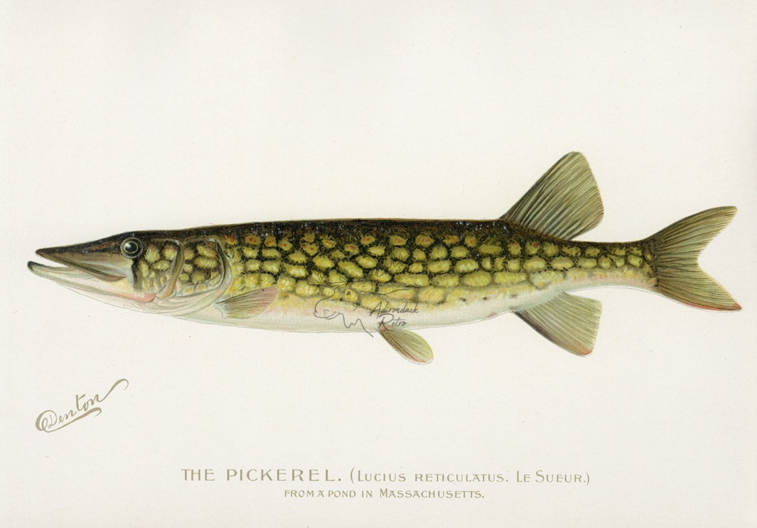 Atlantic Salmon, 1913 by Sherman F Denton Art Print Fish Fishing