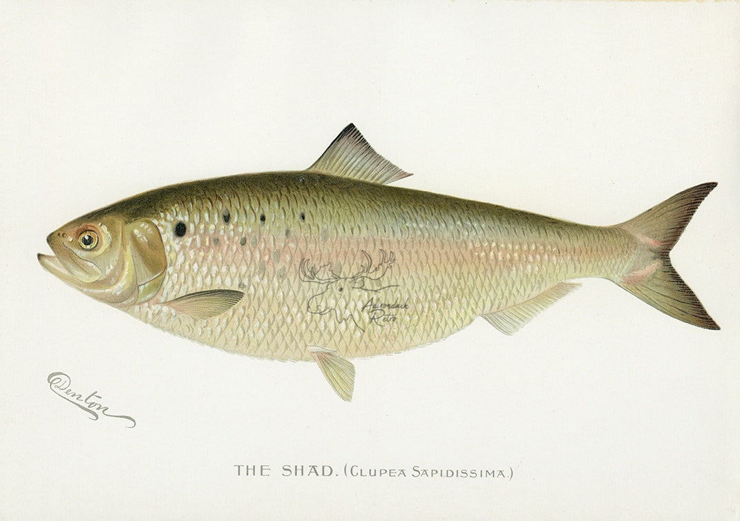 1896 Shad - Sherman F. Denton Antique Fish Print