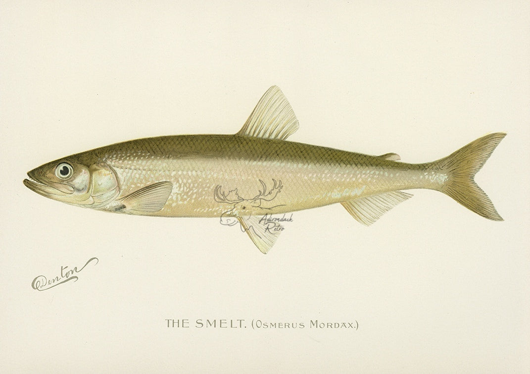 1896 Smelt - Sherman F. Denton Antique Fish Print