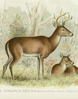 1896 Virginia Deer - Sherman F. Denton Antique Mammal Print