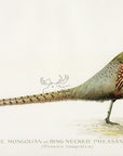 1896 Ring-Necked Pheasant - Sherman F. Denton Antique Bird Print