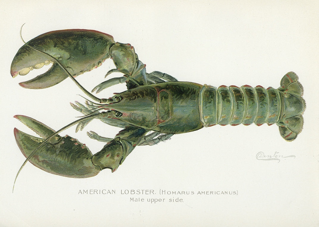1899 American Lobster (Male Upper Side) - Sherman F. Denton Antique Sea Life Print