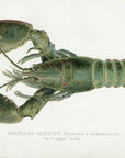 1899 American Lobster (Male Upper Side) - Sherman F. Denton Antique Crustacean Print