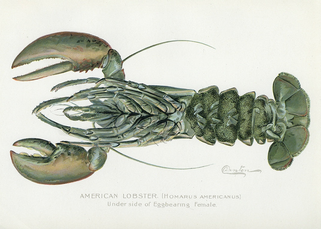 1899 American Lobster (Underside of Egg Bearing Female) - Sherman F. Denton Antique Crustacean Print