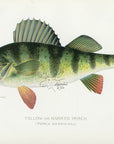 1899 Yellow Perch - Sherman F. Denton Antique Fish Print