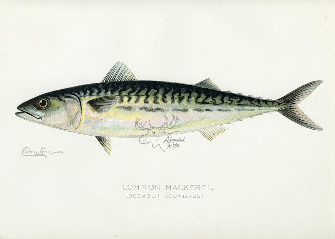 1899 Common Mackerel - Sherman F. Denton Antique Fish Print