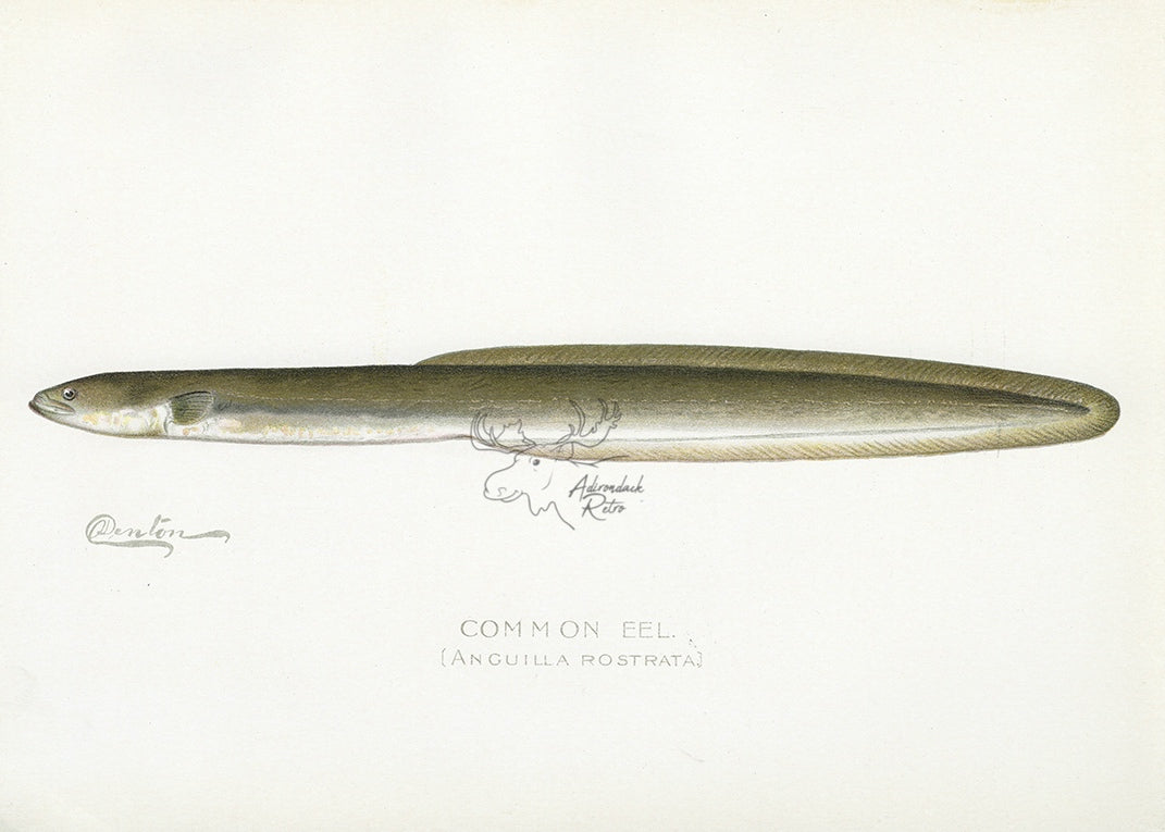 1899 Common Eel - Sherman F. Denton Antique Freshwater Fish Print