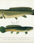 1899 Mudfish - Sherman F. Denton Antique Freshwater Fish Print