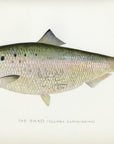 1899 Shad - Sherman F. Denton Antique Saltwater Fish Print