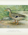 1899 Female Mallard Duck - J.L. Ridgway Antique Waterfowl Print