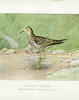 1899 Upland Sandpiper - J.L. Ridgway Antique Shorebird Print