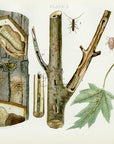 1899 Maple Tree Pruner and Sugar Maple Borer - Antique Insect Print