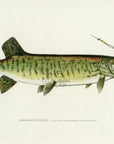 1907 Maskcalonge Antique Fish Print by Sherman F. Denton