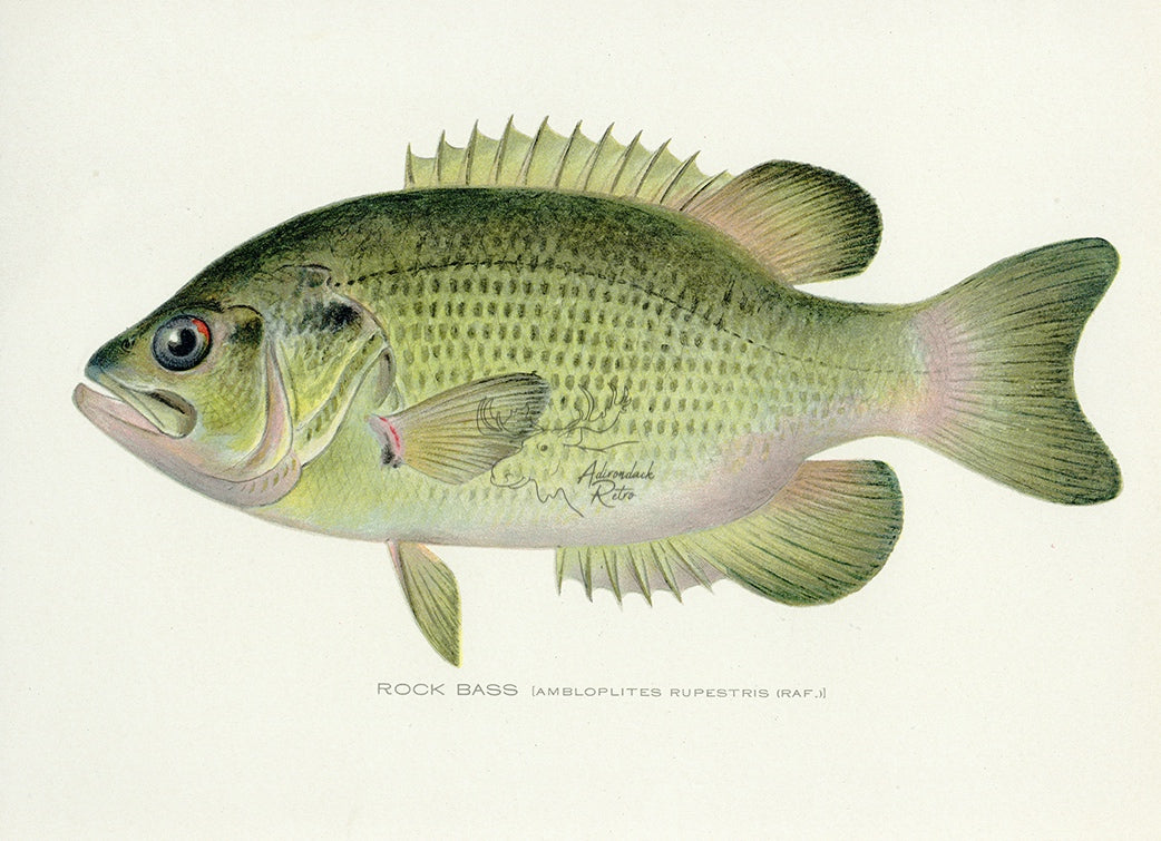 1907 Rock Bass Antique Fish Print by Sherman F. Denton